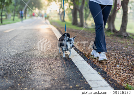 Woman walks with a Chihuahua in natural sunrise in the morning. Woman walks with a Chihuahua in natural sunrise in the morning. 59316183