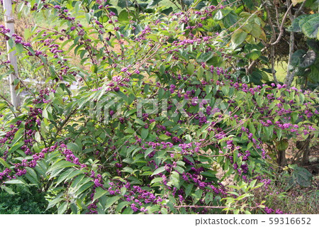 Murasakikibu 59316652