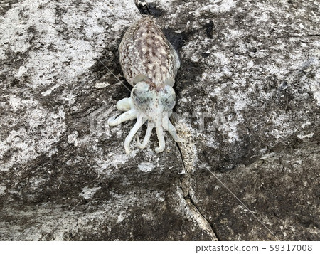 Squid trying to escape after being caught 59317008