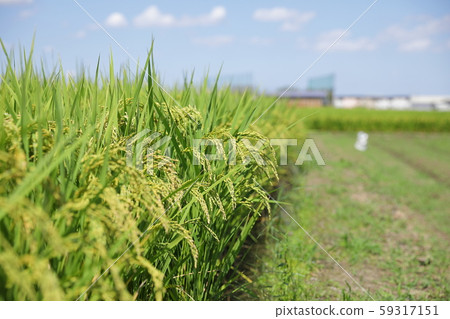 米領域米panicle 米領域米panicle 59317151