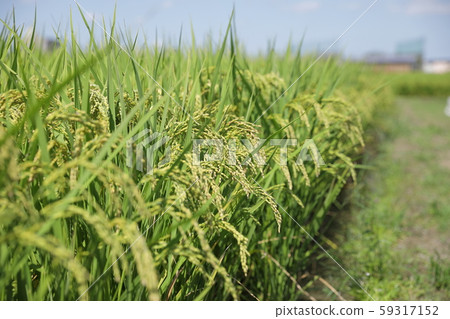 米領域米panicle 米領域米panicle 59317152