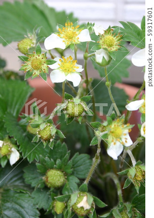 草莓芽 59317601