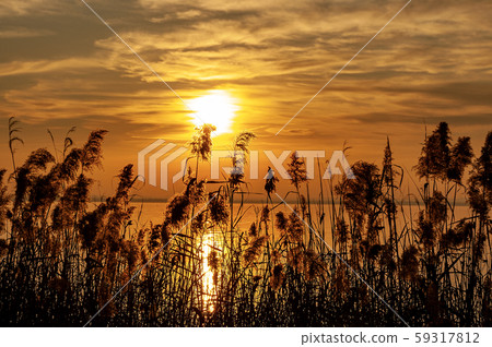 Lake Garda at sunset with reeds - Lazise Veneto Italy 59317812