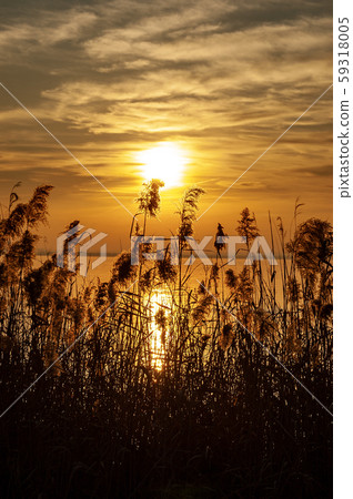 Lake Garda at sunset with reeds - Lazise Veneto Italy 59318005