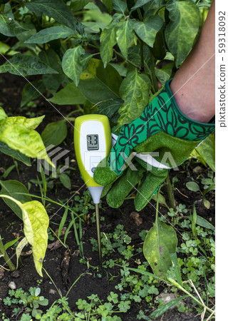 Moisture meter tester in soil. Measure soil for 59318092