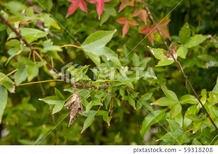 Minor beetle Minor beetle 59318208