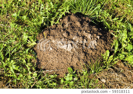 mole dug land 59318311