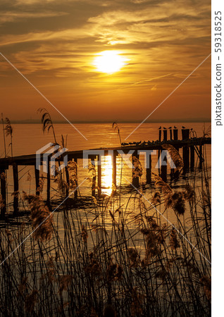 Lake Garda at sunset with reeds - Lazise Veneto Italy 59318525