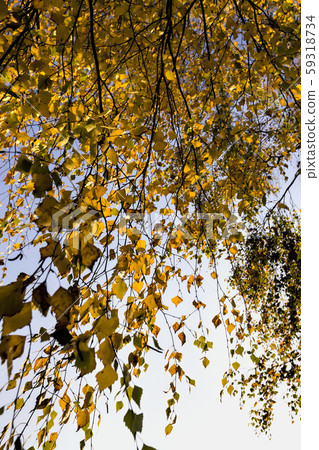 yellow autumn foliage yellow autumn foliage 59318734
