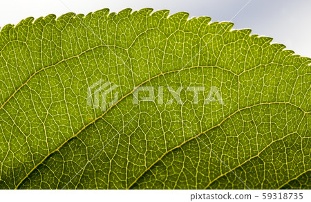 real nature real nature 59318735