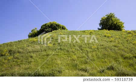trees covered with green foliage trees covered with green foliage 59318739
