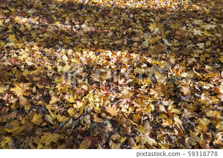 autumn foliage autumn foliage 59318778