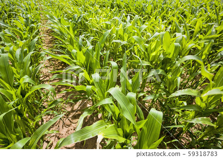 real organic corn field real organic corn field 59318783