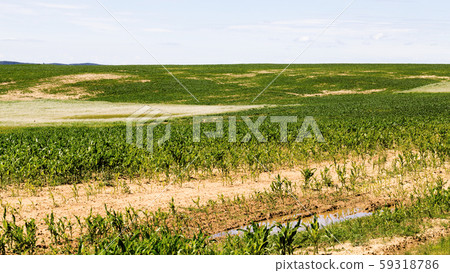 poorly grown sweet corn in the agricultural field 59318786