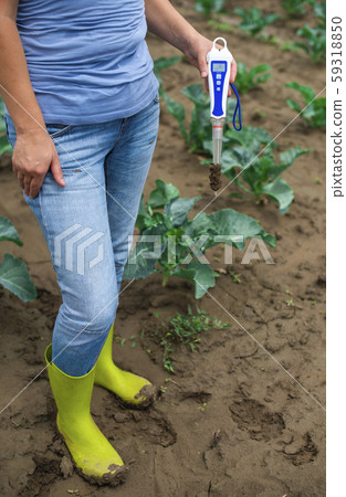 Woman use digital soil meter in the soil. Cabbage 59318850
