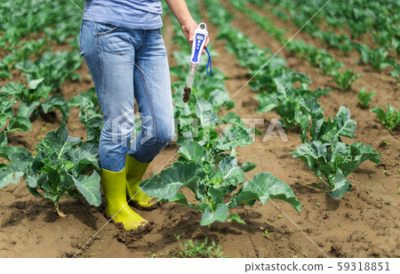 Woman use digital soil meter in the soil. Cabbage 59318851