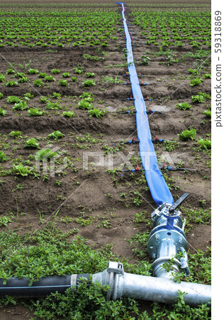 Planted agriculture land and pipe for watering. Planted agriculture land and pipe for watering. 59318869
