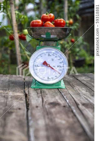 Tomatoes on scales in home organic garden. Tomatoes on scales in home organic garden. 59318881