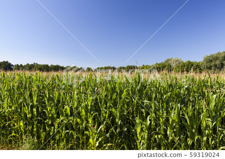 agricultural field with green immature corn agricultural field with green immature corn 59319024