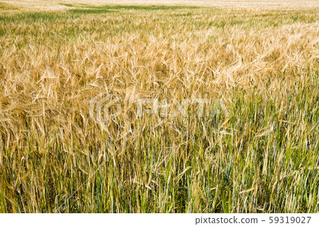 yellowing wheat in summer yellowing wheat in summer 59319027