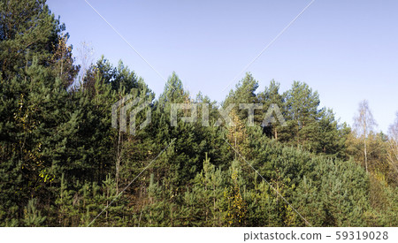 wild forest with trees wild forest with trees 59319028