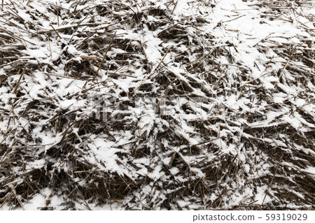 old straw with snow old straw with snow 59319029