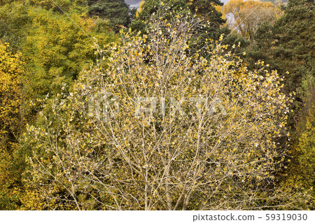 autumn yellowed foliage autumn yellowed foliage 59319030