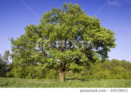 real nature 59319031
