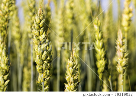 real organic green wheat real organic green wheat 59319032