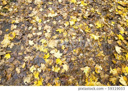 natural color foliage natural color foliage 59319033