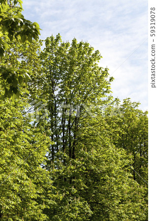 trees in spring trees in spring 59319078