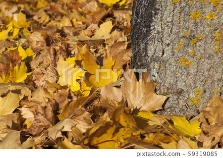 dried and fallen foliage dried and fallen foliage 59319085