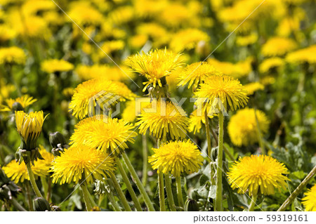 yellow beautiful dandelions yellow beautiful dandelions 59319161