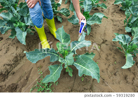 Woman use digital soil meter in the soil. Cabbage 59319280