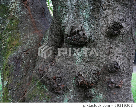 A knob made of cherry trees 59319308