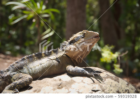 reptiles reptiles 59319328