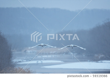 日本起重機（北海道鶴井市）從棲息地起飛 59319366