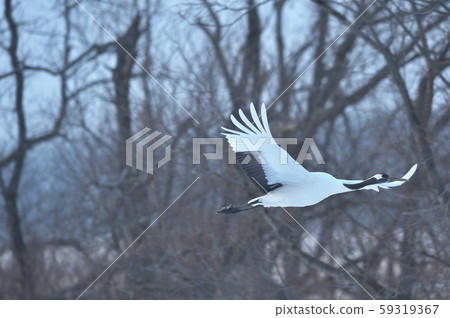 Japanese crane (Tsurui, Hokkaido) taking off from the roost 59319367