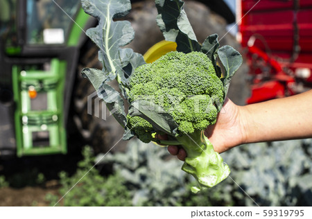 Worker shows broccoli on plantation. Picking Worker shows broccoli on plantation. Picking 59319795