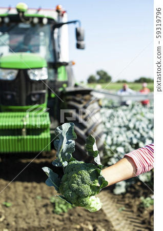 Worker shows broccoli on plantation. Picking Worker shows broccoli on plantation. Picking 59319796