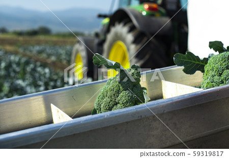 Harvest broccoli in farm with tractor and 59319817
