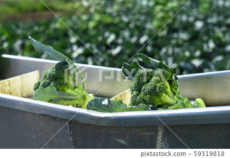 Harvest broccoli in farm with tractor and Harvest broccoli in farm with tractor and 59319818