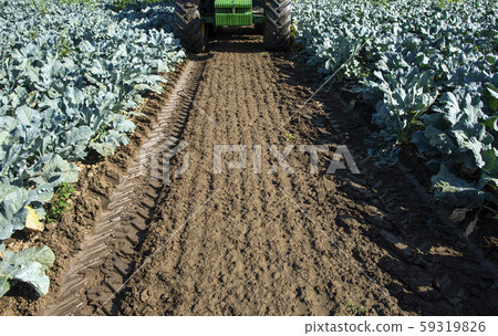 Tractor in broccoli farmland. Big broccoli 59319826