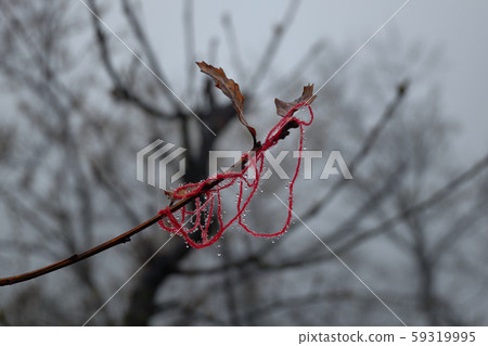 Red wool thread with drop of dew in a cloudy Red wool thread with drop of dew in a cloudy 59319995