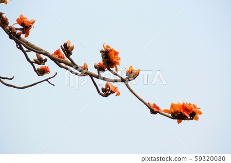 Bombax ceiba flowers blooming in the trees branche 59320080