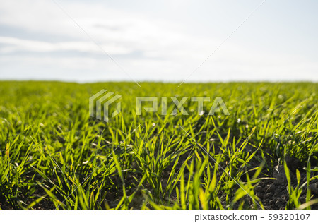 Young wheat seedlings growing on a field in autumn. Young green wheat growing in soil. Agricultural 59320107