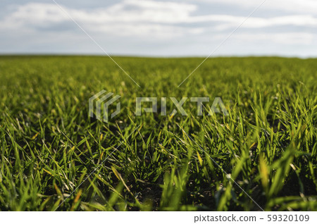 Young wheat seedlings growing on a field in autumn. Young green wheat growing in soil. Agricultural 59320109