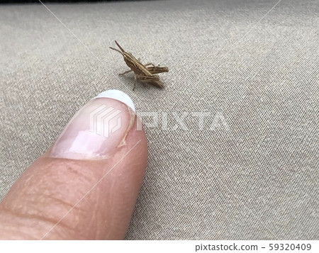 Little brown cub grasshopper on against a huge finger Little brown cub grasshopper on against a huge finger 59320409