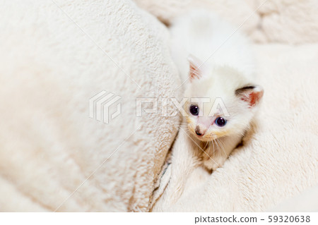 Kitten 4 weeks after birth 59320638