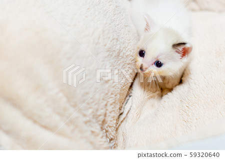 出生後4週的小貓 59320640